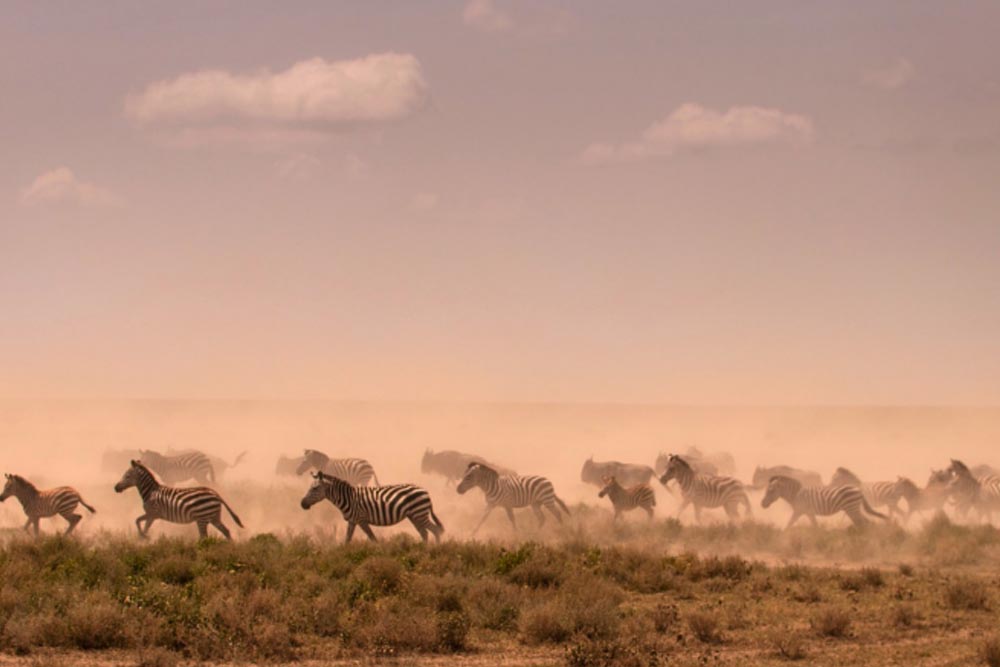 Makucha Ya Simba Tours gallery